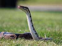 Augusta, ball python - 2011